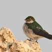 Violet-green Swallow